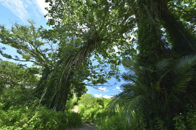 Low angle view of trees in forest