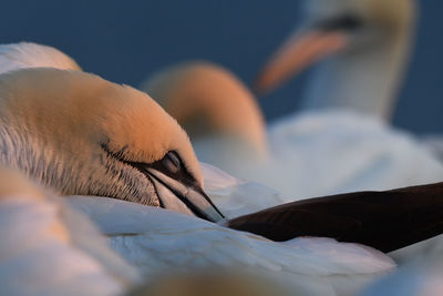 Close-up of swan