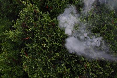 High angle view of plants