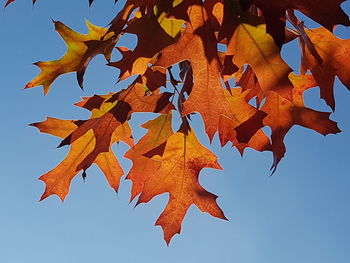 Low angle view of maple leaves against clear sky