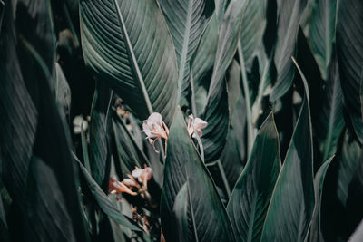 Close-up of flowering plants