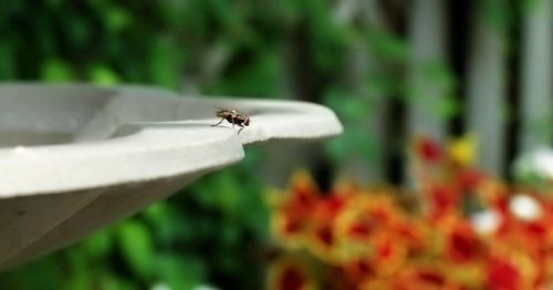 Close-up of bee on flower