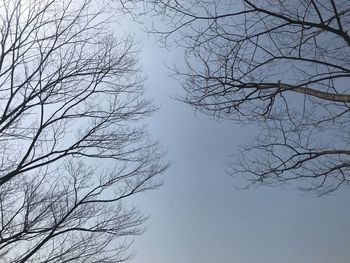 Low angle view of bare tree against clear sky