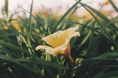 Close-up of day lily blooming outdoors