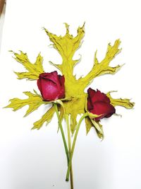 Close-up of pink rose against white background