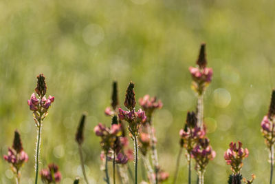 Close-up of bee on flowers blooming outdoors