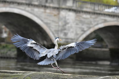 Close-up of a bird