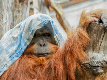 Close-up portrait of orangutan wearing fabric