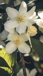 Close-up of white flowering plant