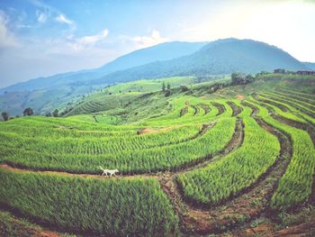 Scenic view of agricultural field against sky