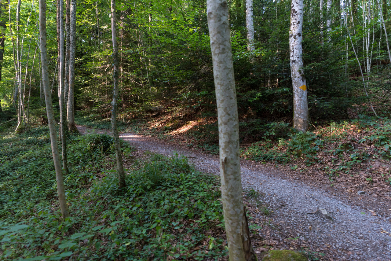 TRAIL AMIDST TREES AND PLANTS IN FOREST