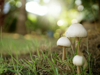 Close-up of mushroom growing on field