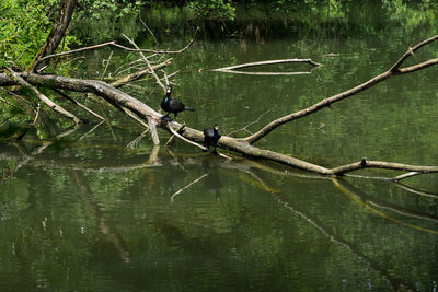 View of birds on the lake