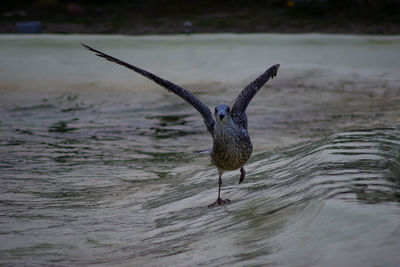 Seagull flying over sea