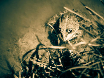 High angle view of a frog