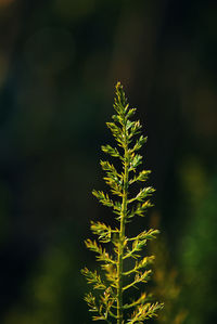 Close-up of plant growing on field