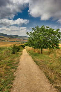 Road amidst plants on field against sky