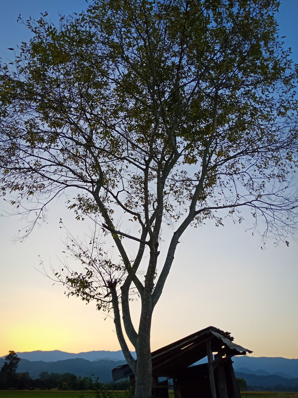 LOW ANGLE VIEW OF TREE AGAINST SKY DURING SUNSET