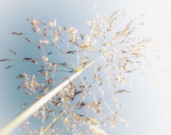 Close-up of white flowering plant against sky