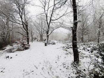 Bare trees on snow covered land