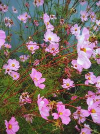 High angle view of pink flowers blooming on field