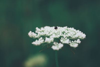 Close-up of white flowering plant