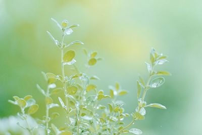 Close-up of yellow flowering plant