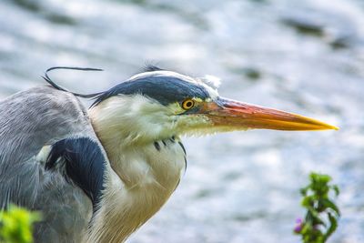 Close-up of heron