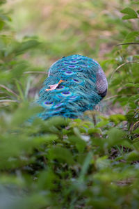Close-up of peacock