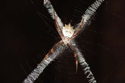 Close-up of spider on web