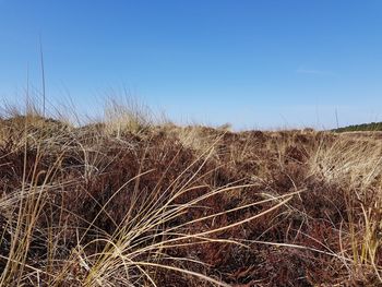 Dry grass on field against clear blue sky