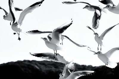 Low angle view of bird flying in sky