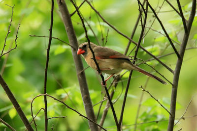 Close-up of bird perching on branch