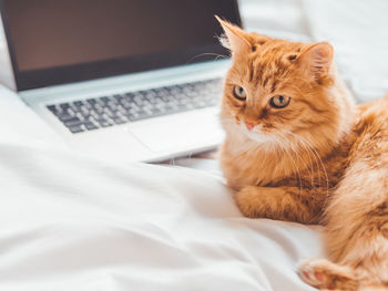 Cute ginger cat in bed with laptop. fluffy pet with computer. domestic animal works remotely. 