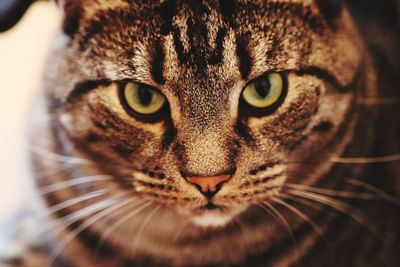 Close-up portrait of a cat