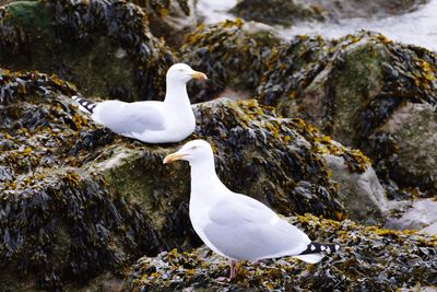 Close-up of bird on lakeshore