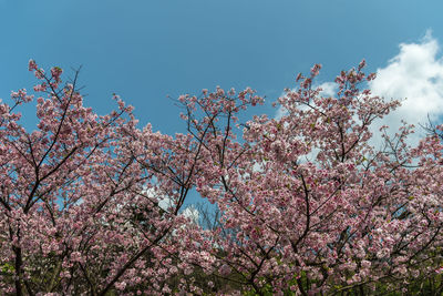 Low angle view of pink flowering tree against sky