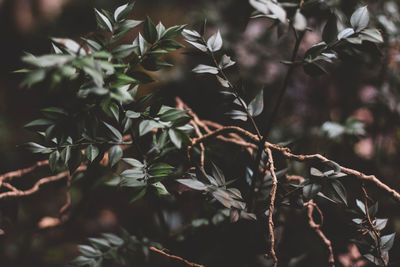 Close-up of a bird on branch