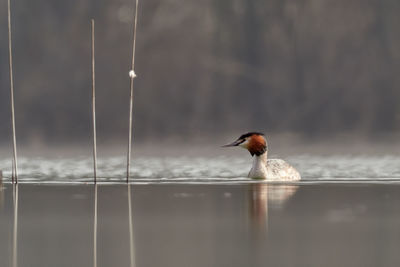 Close-up of bird perching on a lake