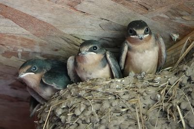 Close-up of birds in nest