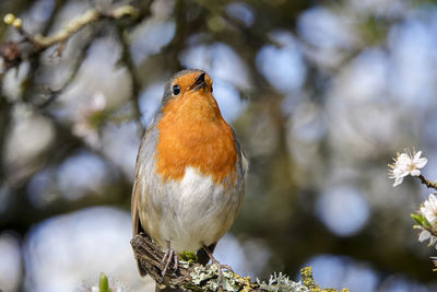 Close-up of bird perching on branch