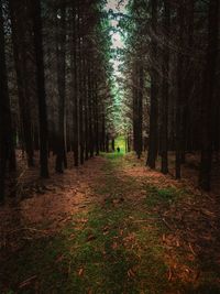 Footpath amidst trees in forest