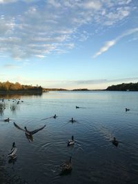 Birds swimming in lake against sky