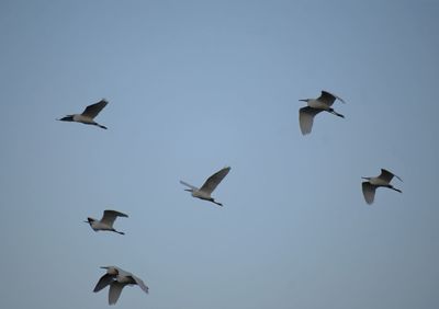 Low angle view of seagulls flying in sky