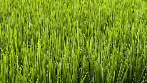 Full frame shot of wheat field