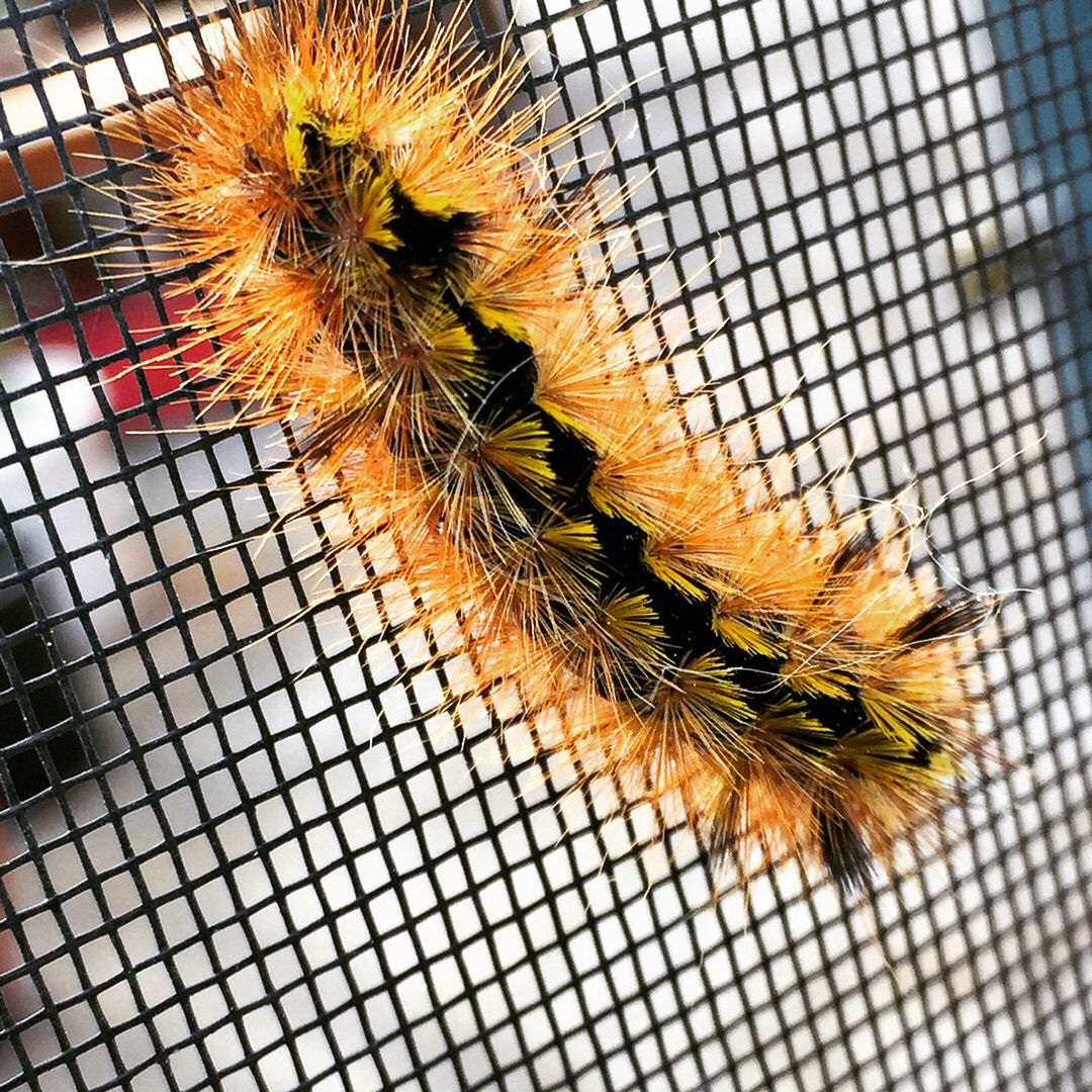 Furry caterpillar