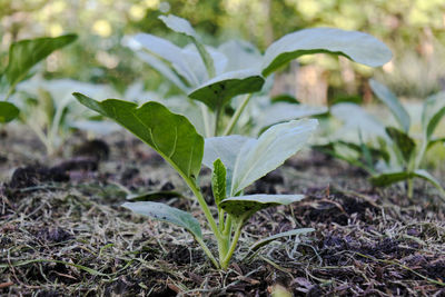 Close-up of plant growing on field