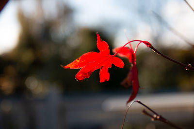 Close-up of red maple leaves on plant