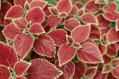 Full frame shot of red leaves