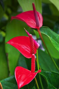 Close-up of red flowering plant